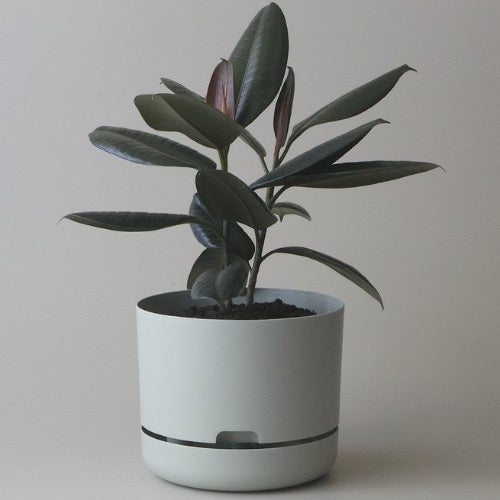 mr pot plants Mr Kitly x Decor Self Watering Pot 170mm (more colours)