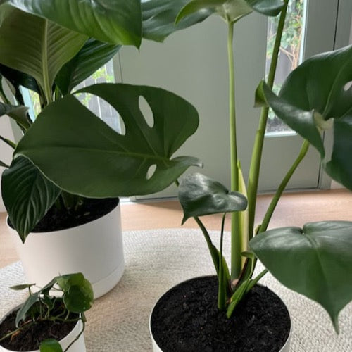 Monstera + Mr Kitly