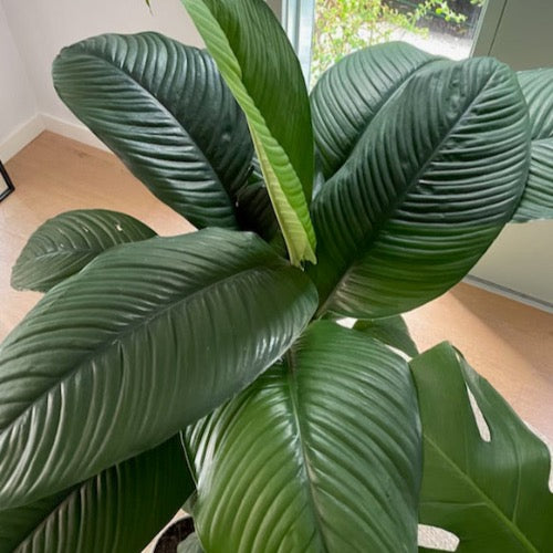 sensation plant vs peace lily Sensation Peace Lily + Mr Kitly – Elsk Botanical
