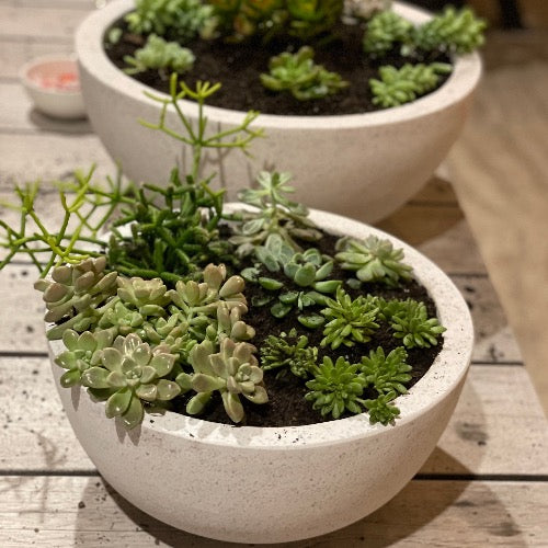 ceramic succulent bowl Succulent Bowl Workshop – Elsk Botanical