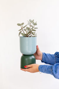 Cooler Days, Calmer Plants