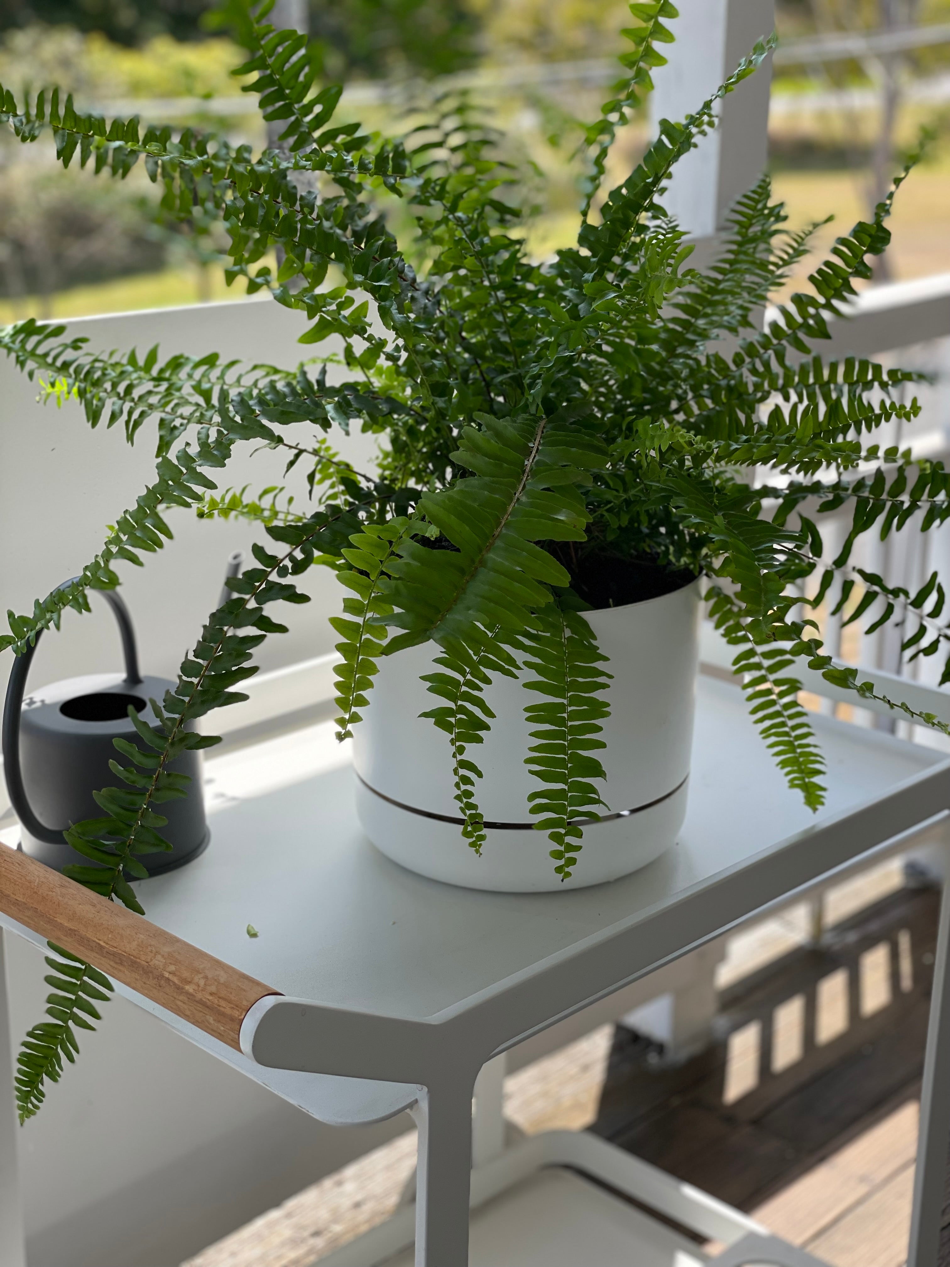 indoor plants boston Boston Fern + Mr Kitly