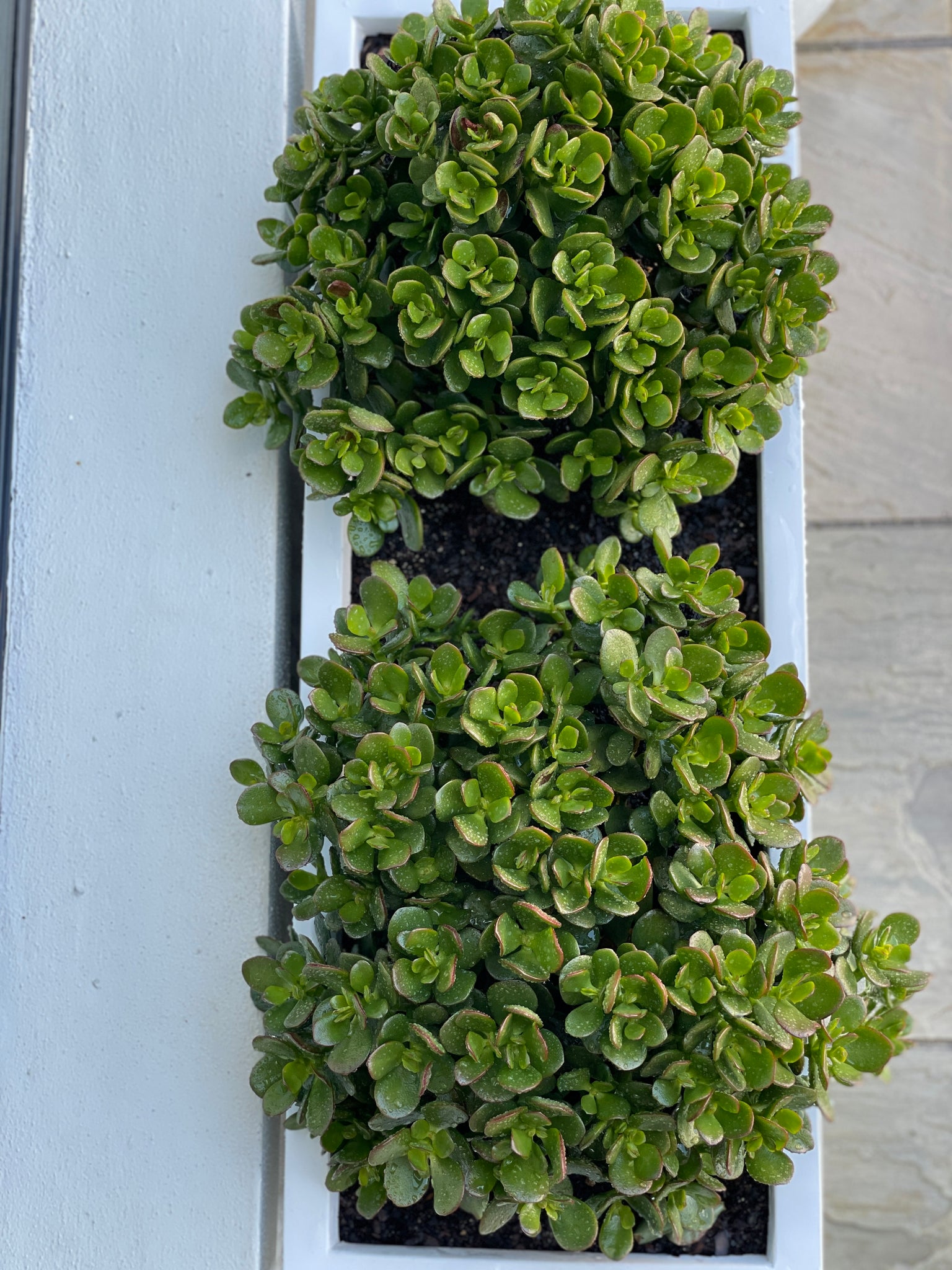Linea Planter