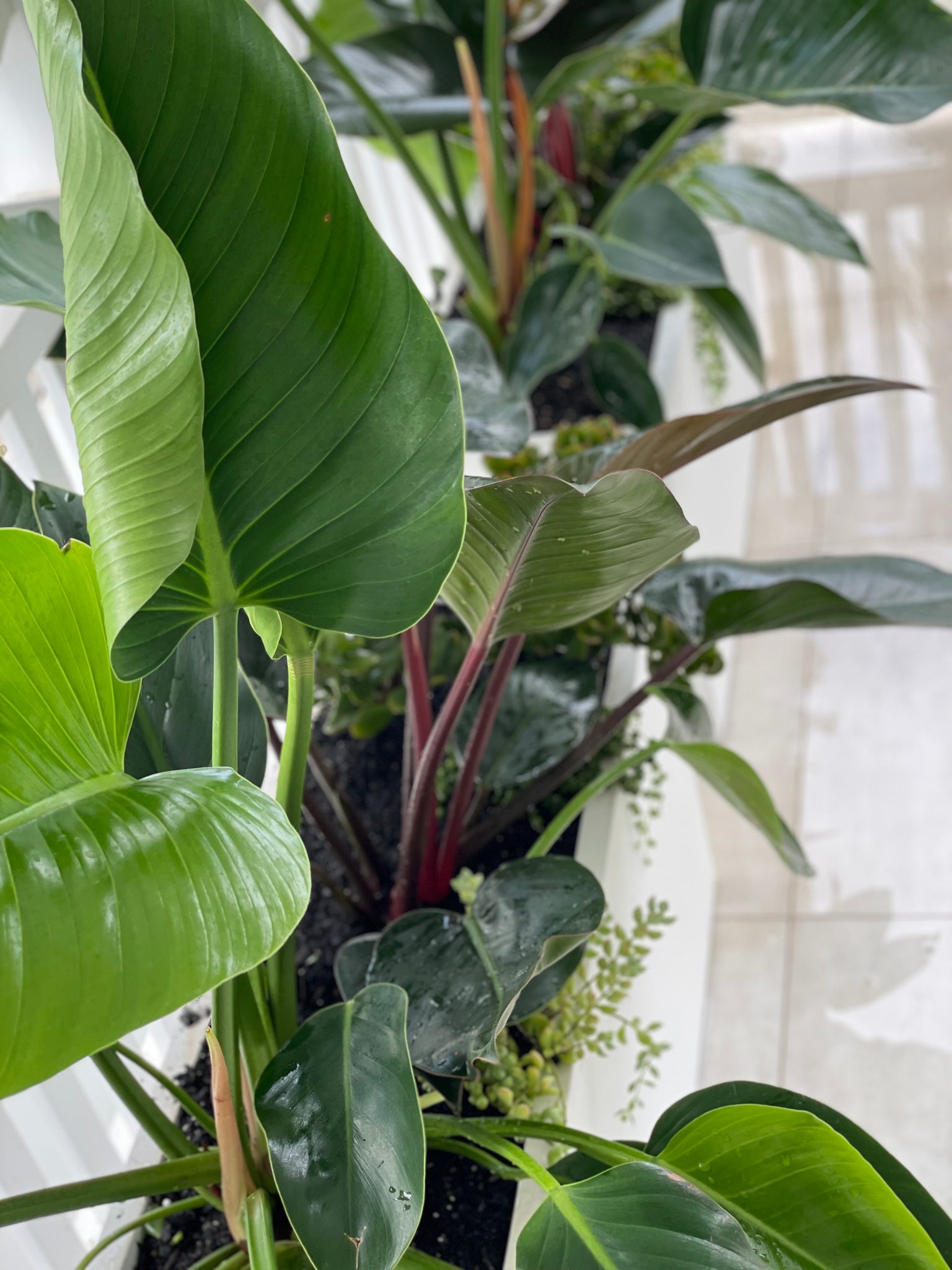 Linea Planter