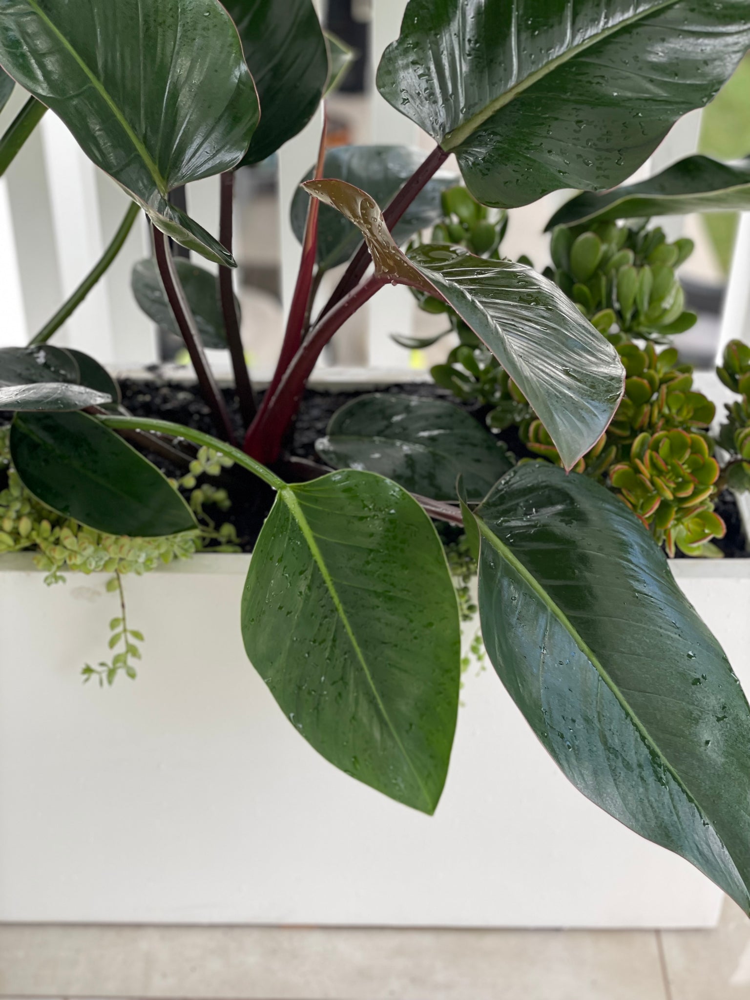 Linea Planter