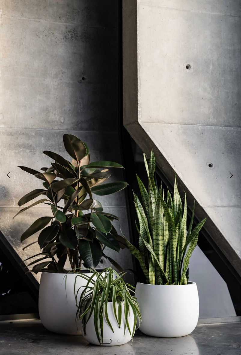 eggshell plant pots The Eggshell Pot – Elsk Botanical