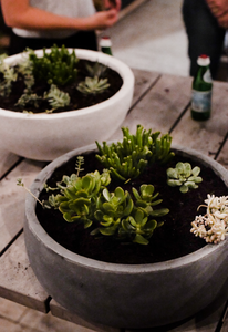 Succulent Bowl