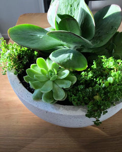 Succulent Bowl