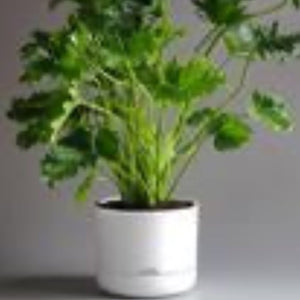 Mr Kitly x Decor Self Watering Pot 250mm (more colours)