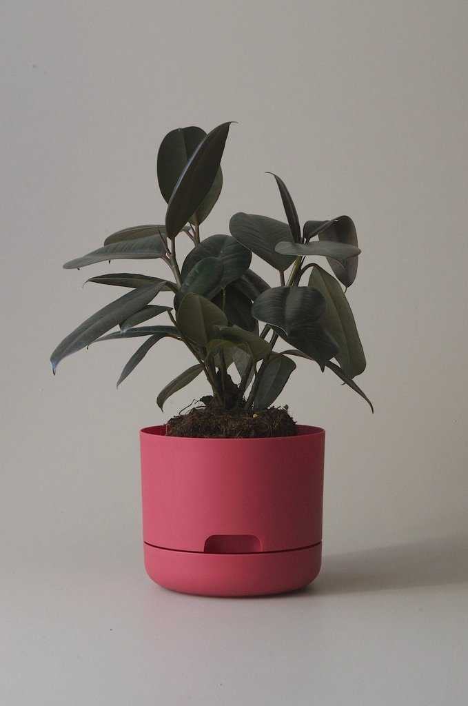 Mr Kitly x Decor Self Watering Pot 250mm (more colours)