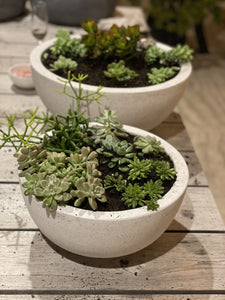 Succulent Bowl