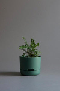 Mr Kitly x Decor Self Watering Pot 250mm (more colours)