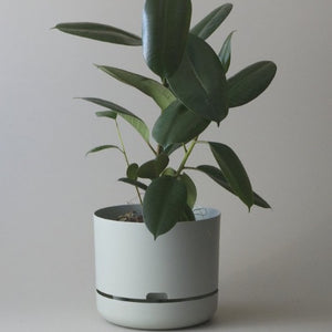 mr kitly self-watering plant pot Mr Kitly x Decor Self Watering Pot 300mm – Elsk Botanical