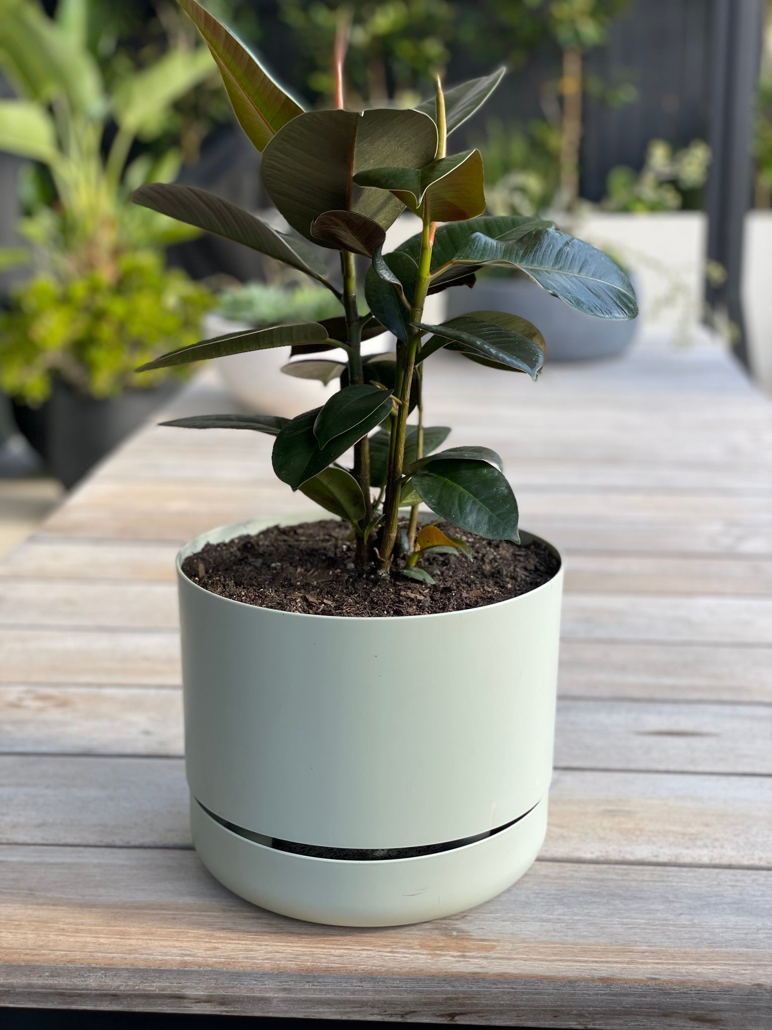 rubber plant self watering pot Rubber Tree + Mr Kitly – Elsk Botanical